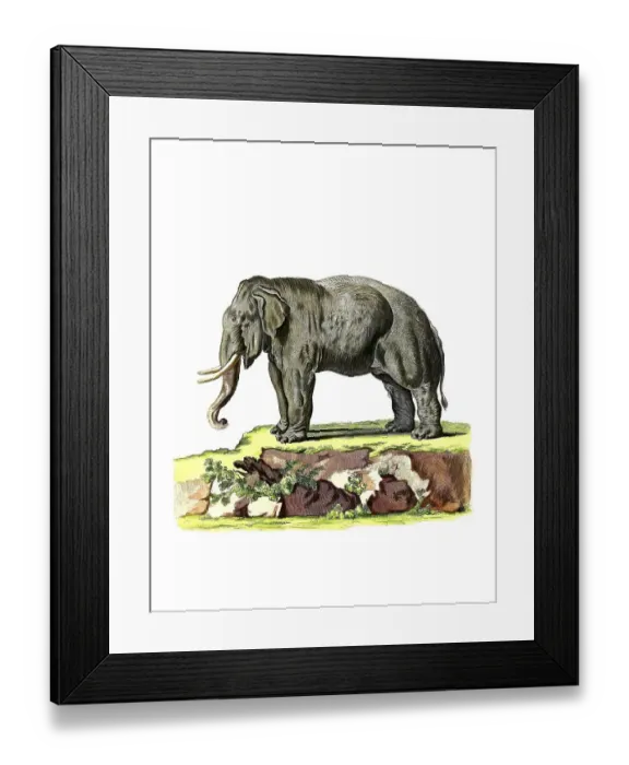 Framed Print : Mammals, Asian elephant (Elephas maximus)