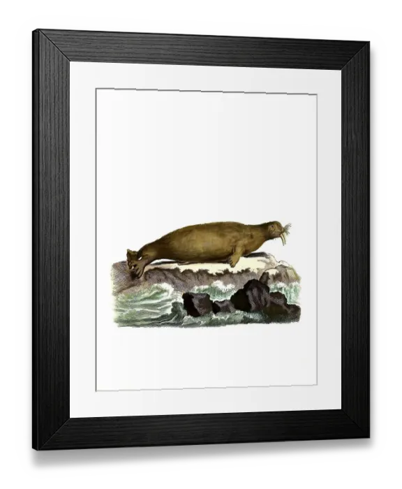 Framed Print : Mammals, Walrus, Trichecus rosmarus