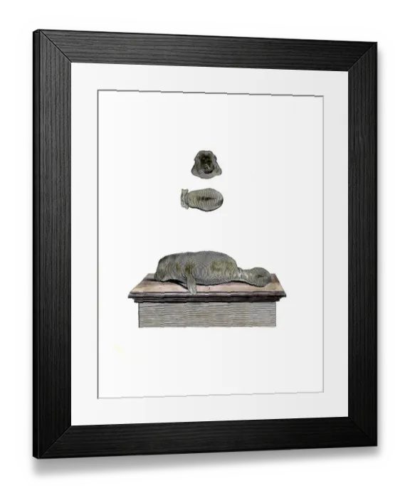 Framed Print : Mammals, Caribbean manatee, Trichecus manatus