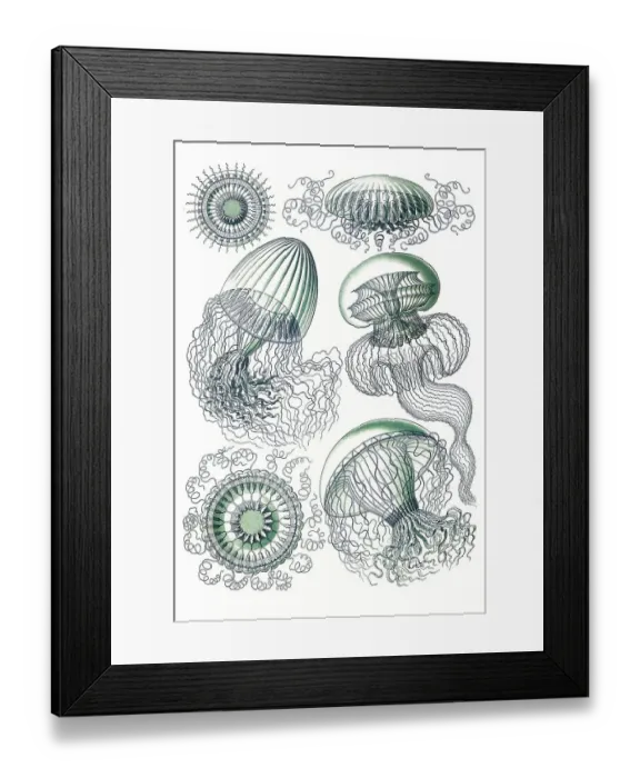 Framed Print : Leptomedusae, wrinkled jellyfish Framed Print : Leptomedusae, wrinkled jellyfish