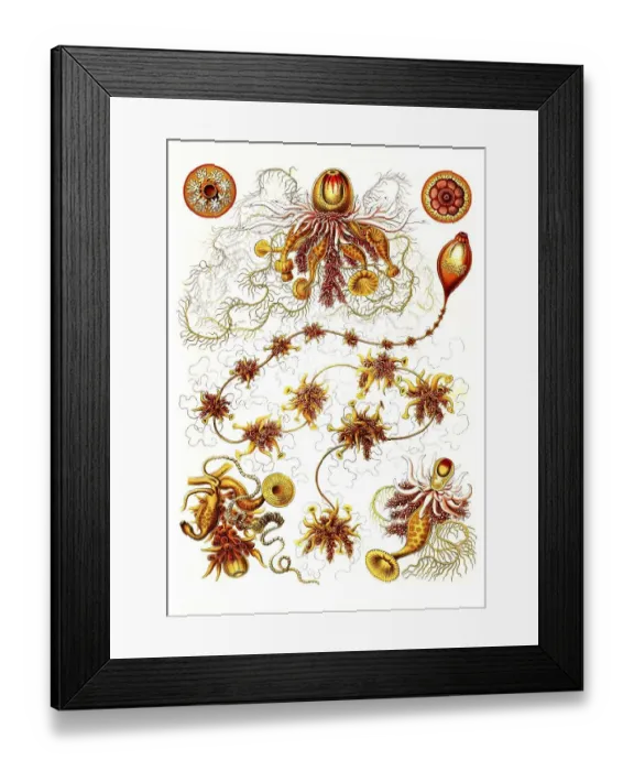 Framed Print : Siphonophores (Siphonophorae), an order of stick-forming and free-swimming cnidarians of the class Hydrozoans