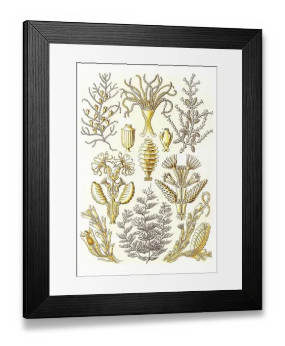 Framed Print : Sertulariae, Row Polyps