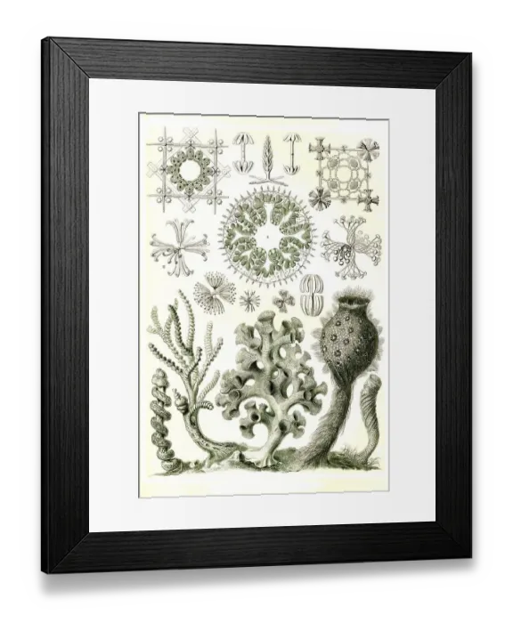 Framed Print : Hexactinellae, glass sponges, a class from the phylum Sponges