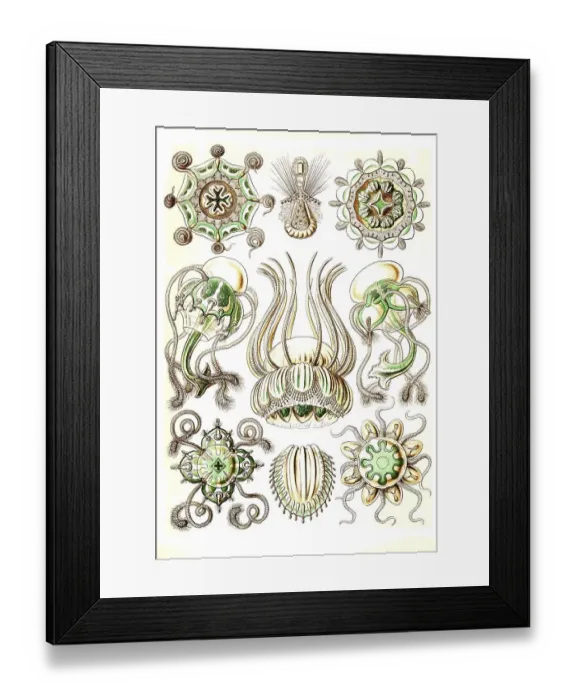 Framed Print : Narcomedusae, spider jellyfish Framed Print : Narcomedusae, spider jellyfish