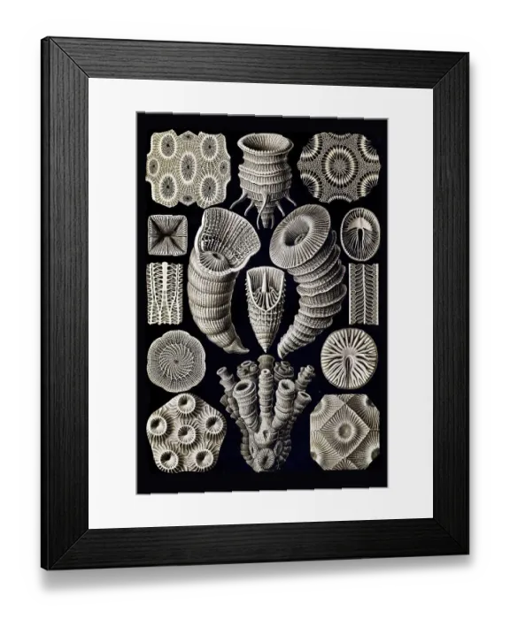 Framed Print : Tetracoralla, four-rayed star coral Framed Print : Tetracoralla, four-rayed star coral