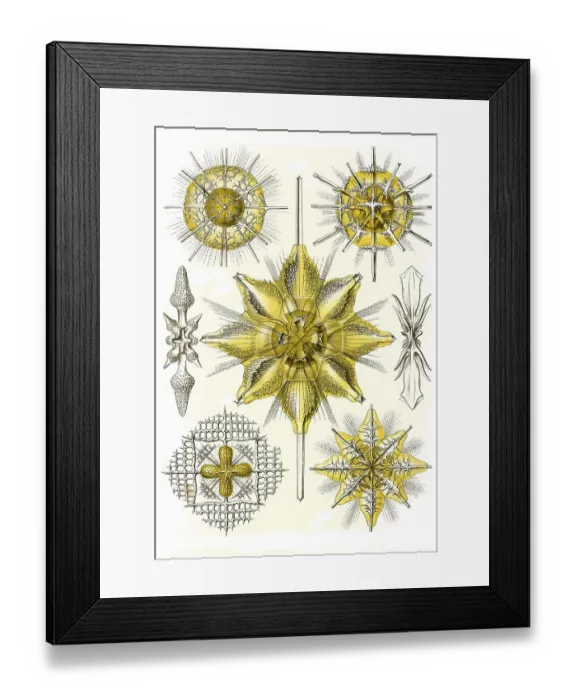 Framed Print : Acanthometra, Spiny Ray Rings, Art Forms of Nature