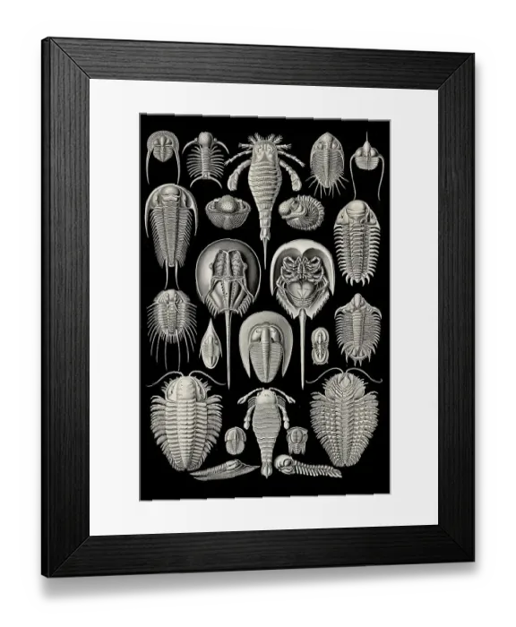 Framed Print : Aspidonia, Shield Animals, Art Forms of Nature Framed Print : Aspidonia, Shield Animals, Art Forms of Nature