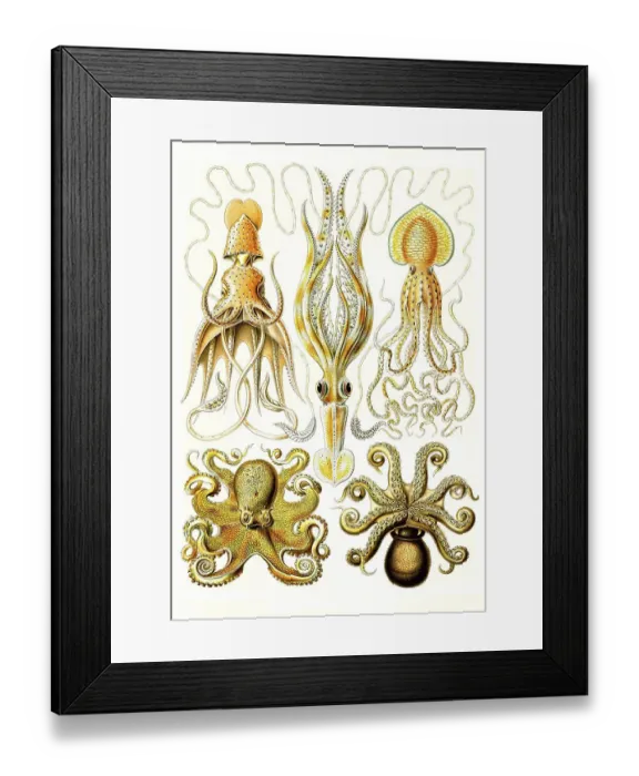 Framed Print : Gamochonia, Funnel Octopus, Art Forms of Nature Framed Print : Gamochonia, Funnel Octopus, Art Forms of Nature