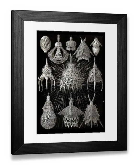 Framed Print : Cyrtoidea, Flaschenstrahlinge, Art Forms of Nature