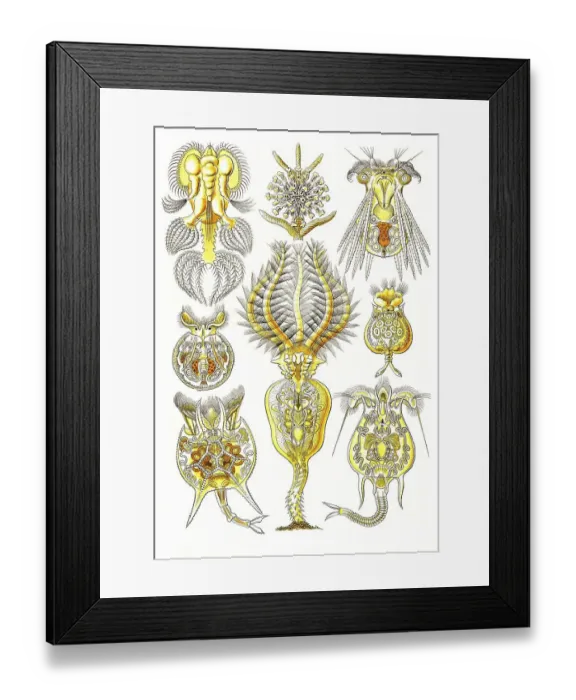 Framed Print : Rotatoria, rotifers, rotifers are 0 Framed Print : Rotatoria, rotifers, rotifers are 0