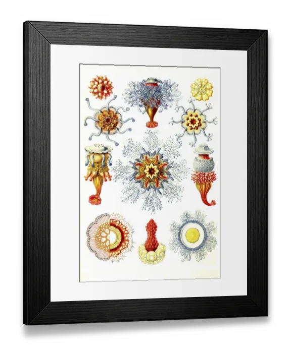Framed Print : Siphonophotae, state jellyfish