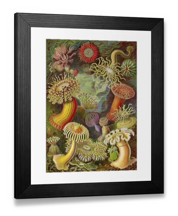 Framed Print : Actiniae, Sea Anemones, Art Forms of Nature
