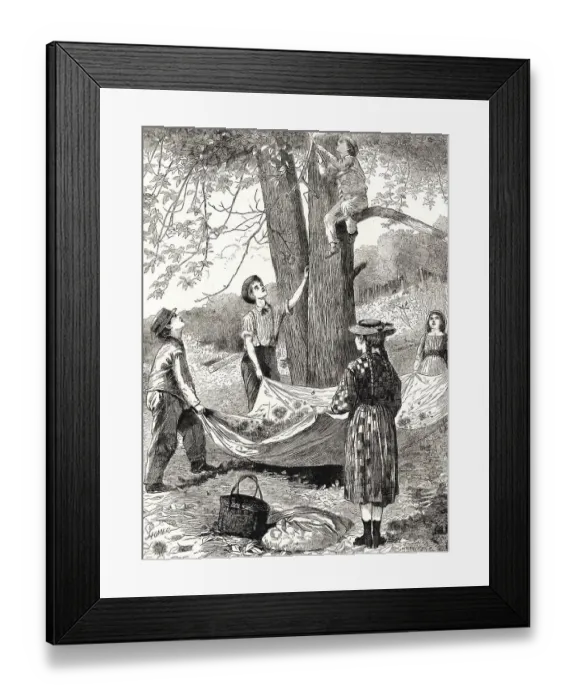 Framed Print : The Harvesting and Gathering of Chestnuts Framed Print : The Harvesting and Gathering of Chestnuts