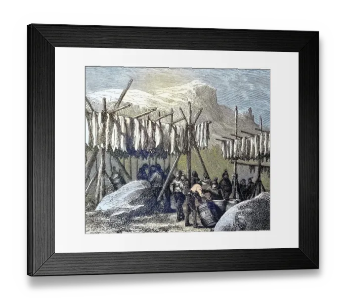 Framed Print : Drying the cod fish on Newfoundland country