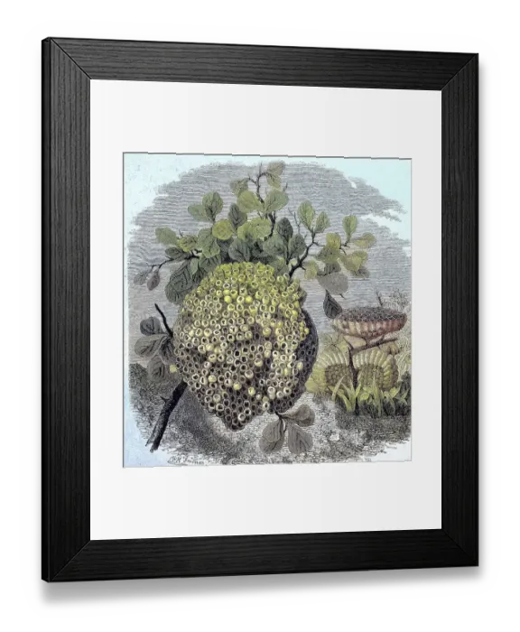 Framed Print : Nests of the South American, South African and East Indian polish fuscatus