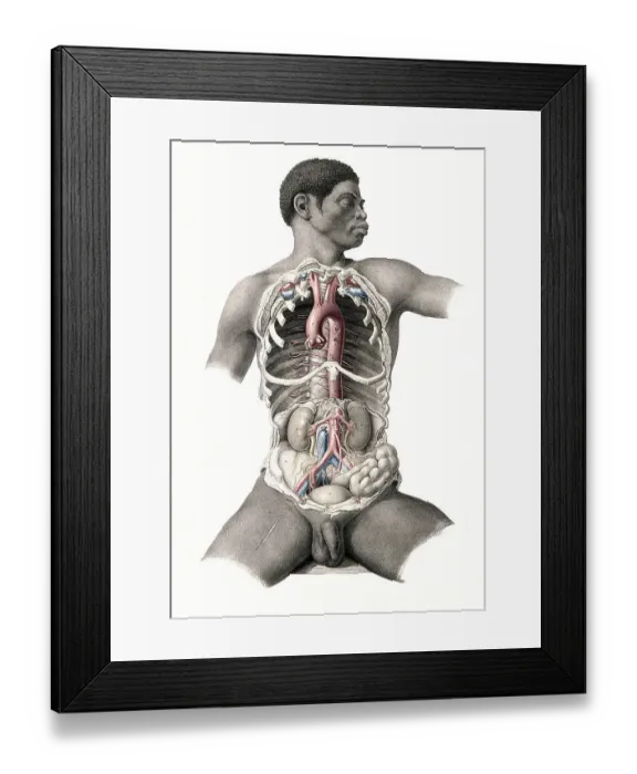 Framed Print : Human anatomy, medicine, section of the torso of a seated black man