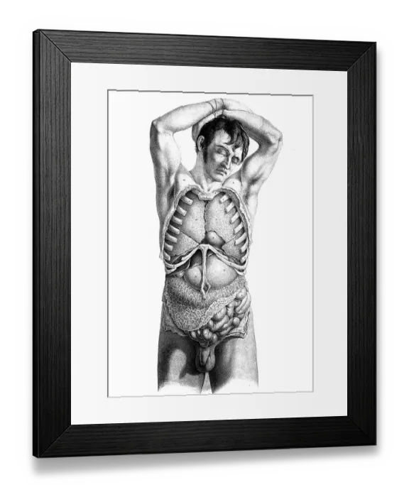 Framed Print : Medicine, human anatomy, dissection of the torso of a standing man Framed Print : Medicine, human anatomy, dissection of the torso of a standing man