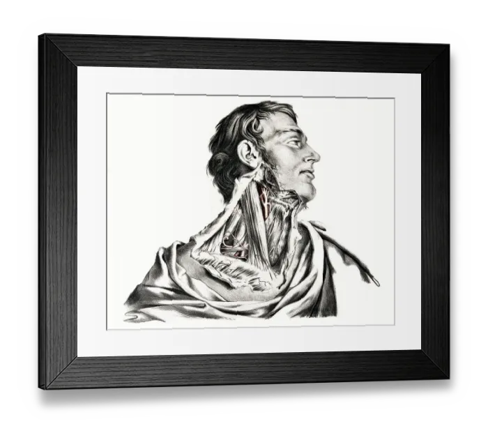 Framed Print : Human anatomy, medicine, the circulatory system