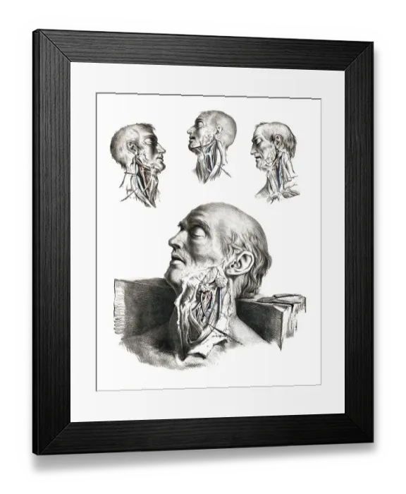 Framed Print : Human anatomy, medicine, the circulatory system Framed Print : Human anatomy, medicine, the circulatory system