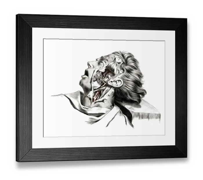 Framed Print : Human anatomy, medicine, the circulatory system Framed Print : Human anatomy, medicine, the circulatory system