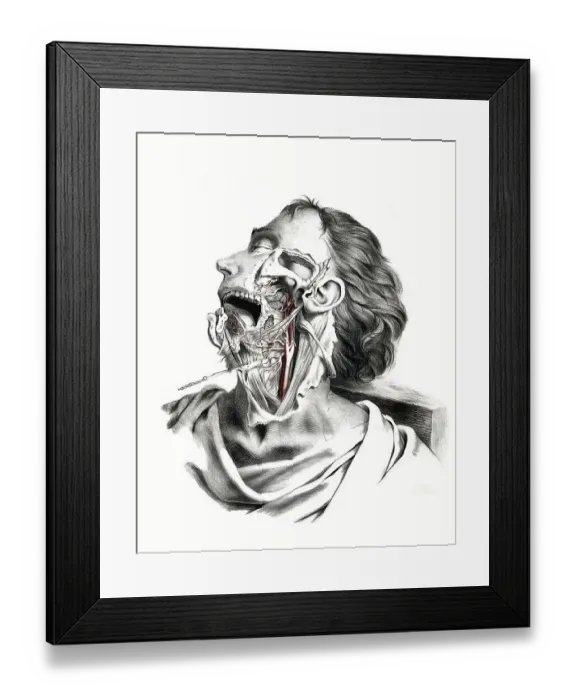 Framed Print : Human anatomy, medicine, the circulatory system
