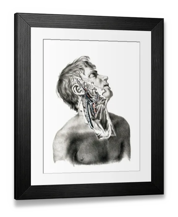 Framed Print : Medicine, human anatomy, the circulatory system