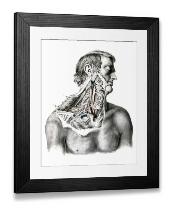 Framed Print : Medicine, anatomy, the circulatory system