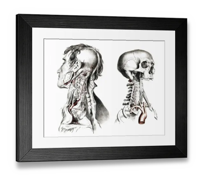 Framed Print : Medicine, human anatomy, the circulatory system Framed Print : Medicine, human anatomy, the circulatory system