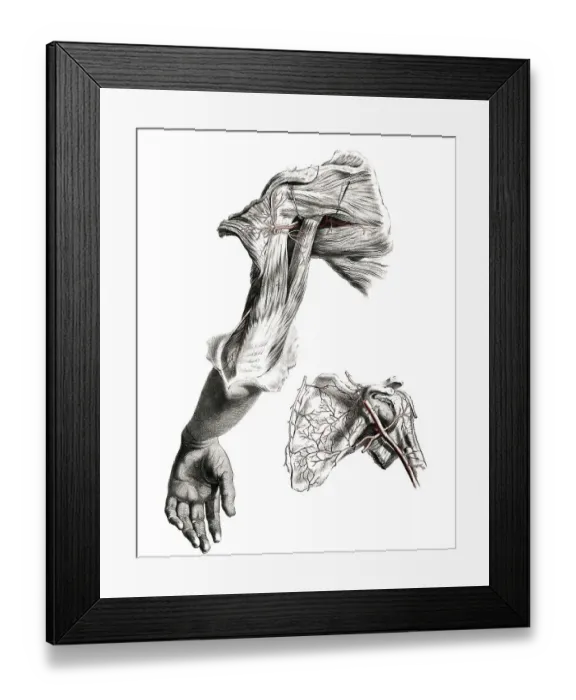 Framed Print : Medicine, human anatomy, the circulatory system Framed Print : Medicine, human anatomy, the circulatory system