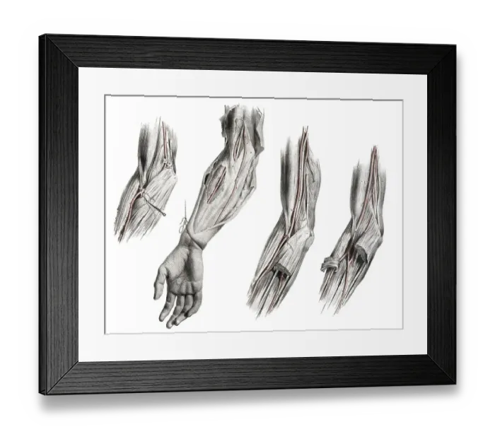 Framed Print : Human anatomy, medicine, the circulatory system