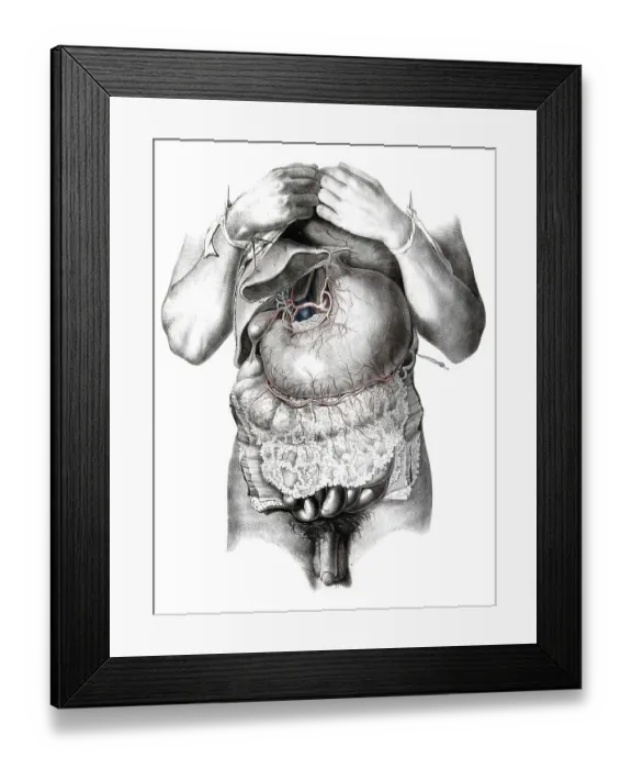 Framed Print : Human anatomy, medicine, the circulatory system Framed Print : Human anatomy, medicine, the circulatory system