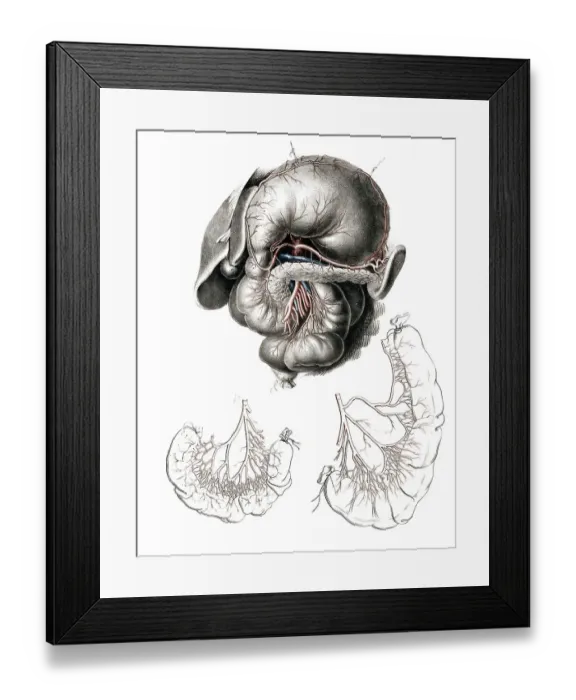 Framed Print : Human anatomy, medicine, the circulatory system