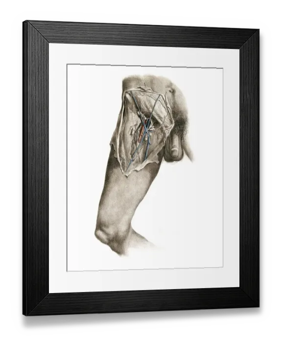 Framed Print : Medicine, human anatomy, the circulatory system Framed Print : Medicine, human anatomy, the circulatory system