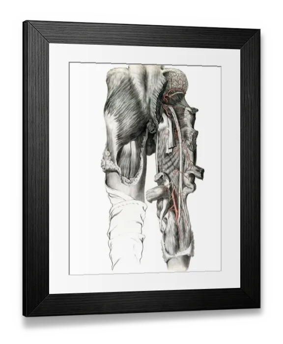 Framed Print : Medicine, human anatomy, the circulatory system