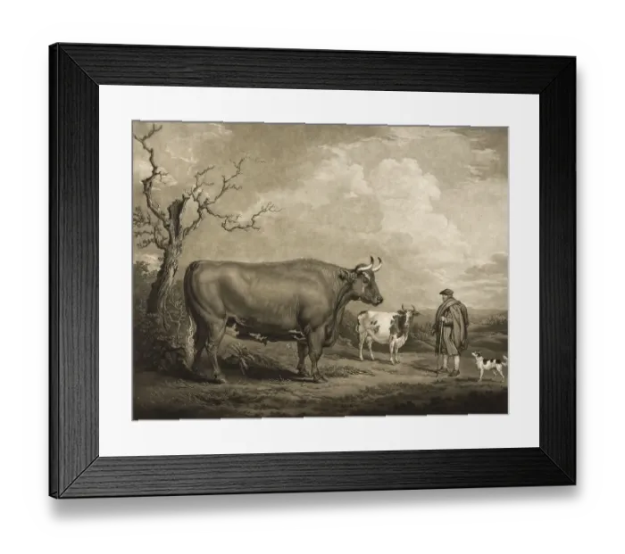 Framed Print : Agriculture, Cattle breeding, Spottiswoode Ox