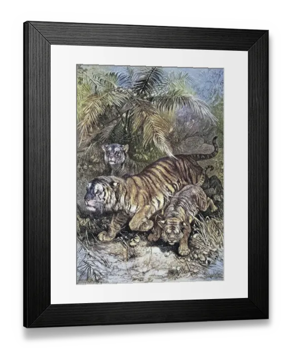 Framed Print : Predators, Tiger, tigress with cubs Framed Print : Predators, Tiger, tigress with cubs