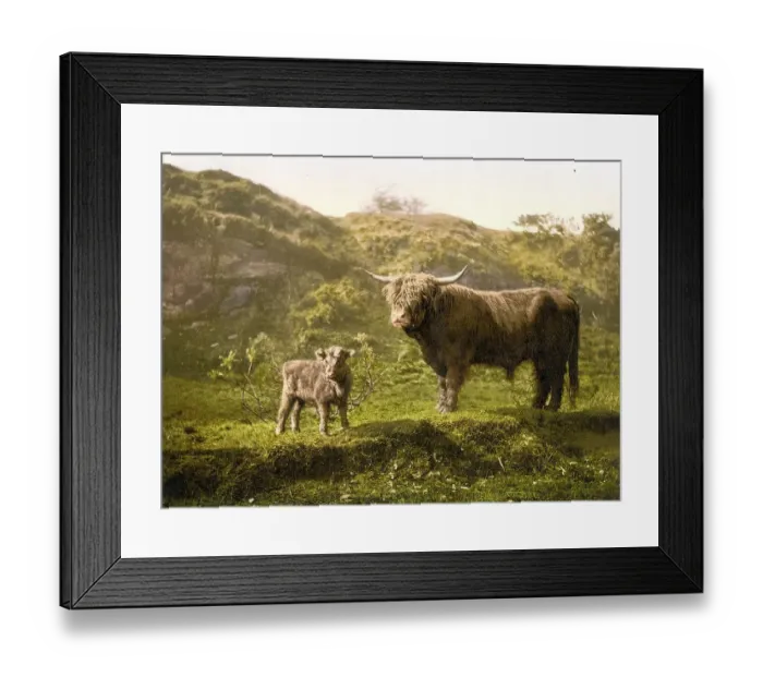 Framed Print : Highland cattle, calf and bull Framed Print : Highland cattle, calf and bull
