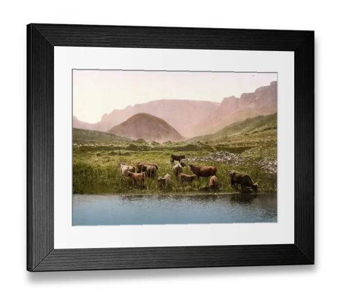 Framed Print : Cattle drinking water from a loch in Scotland