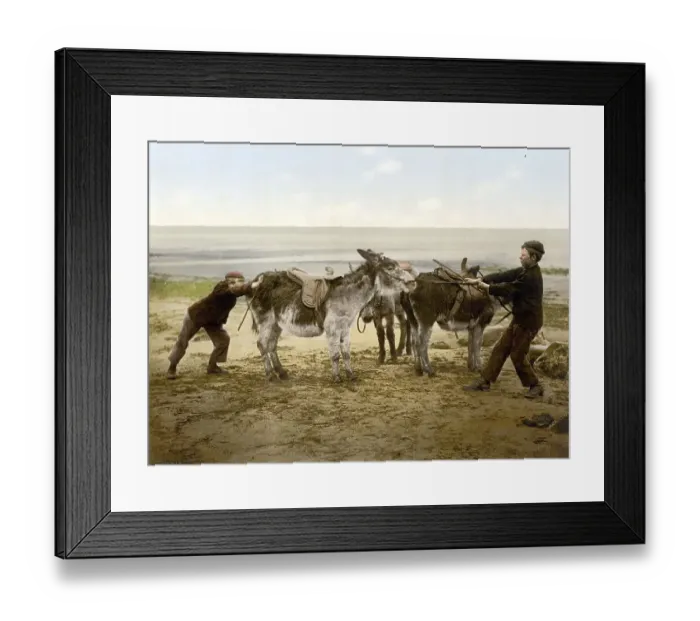 Framed Print : Man trying to persuade some stubborn donkeys to move Framed Print : Man trying to persuade some stubborn donkeys to move