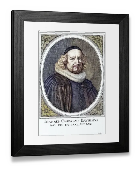 Framed Print : Johann Caspar Bauhin (born 12 March 1606 in Basel)