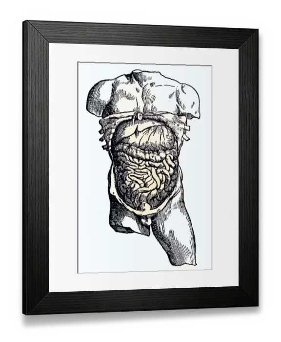 Framed Print : Medicine, anatomy, human body, The abdominal cavity and its contents