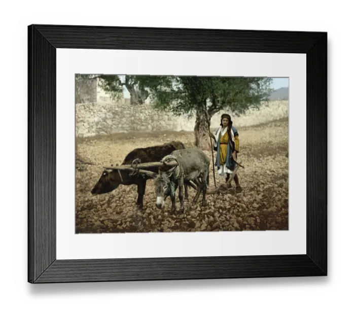 Framed Print : Farmer in Palestine working with ox and donkey in the field