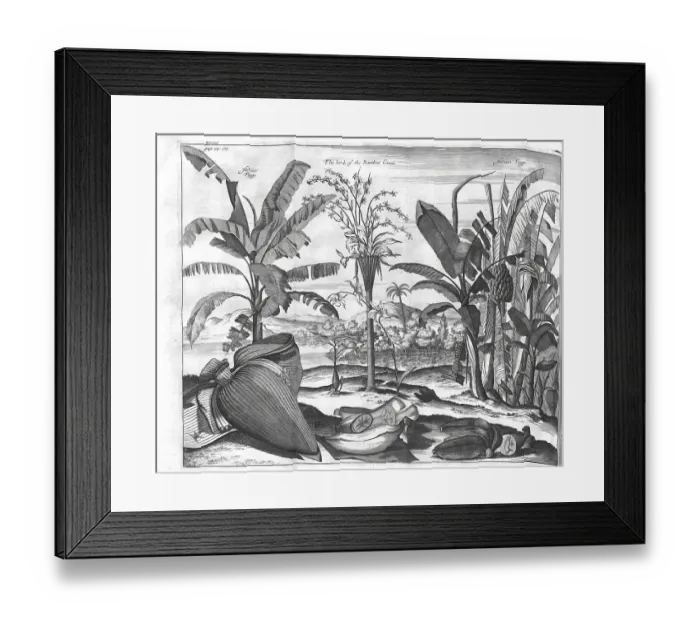 Framed Print : Indian Figgs, The herb of the Bamboe Canes Framed Print : Indian Figgs, The herb of the Bamboe Canes