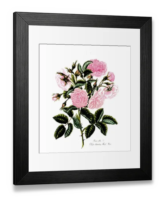 Framed Print : Rosa alba, Rose, Historic rose Framed Print : Rosa alba, Rose, Historic rose