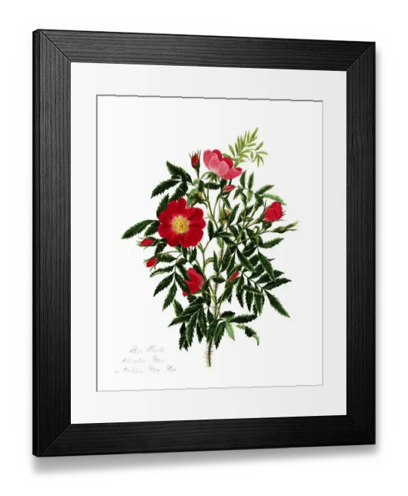 Framed Print : Rosa blanda, Rose, Historic rose Framed Print : Rosa blanda, Rose, Historic rose