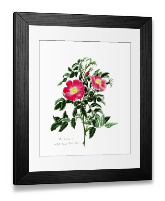 Framed Print : Rosa carolina, Rose, Historic rose