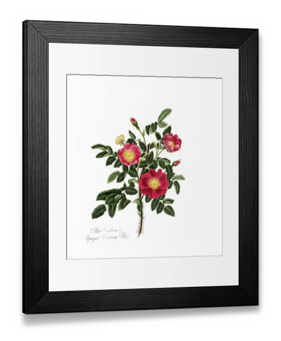 Framed Print : Rosa carolina, Rose, Historic rose