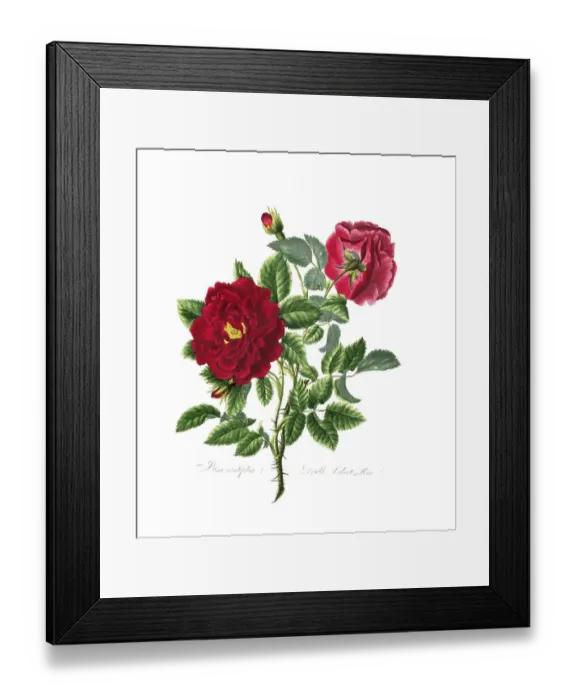 Framed Print : Rosa centifolia, Rose, Old rose Framed Print : Rosa centifolia, Rose, Old rose