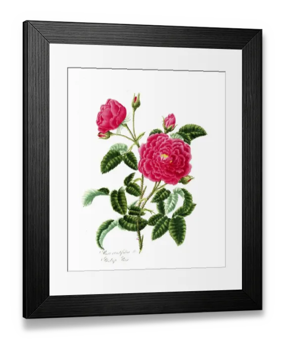 Framed Print : Rosa centifolia, Rose, Old rose Framed Print : Rosa centifolia, Rose, Old rose