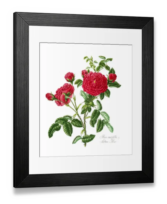 Framed Print : Rosa centifolia, Rose, Old rose Framed Print : Rosa centifolia, Rose, Old rose